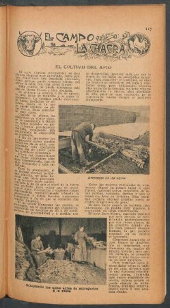 El cultivo de apio : El campo y la chacra