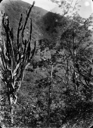 Mimosen- und Kakteenwald : Berglandschaft mit Vegetation