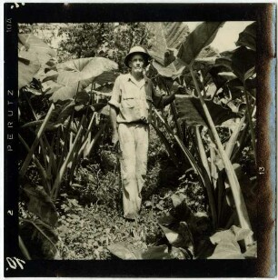 Taro (Colocasia esculenta)