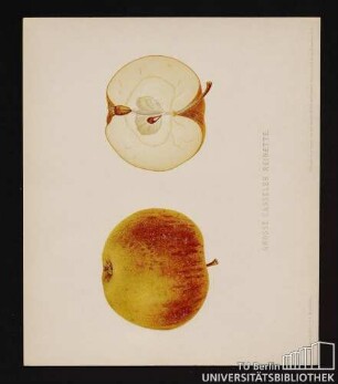 Nr. 6. Grosse Casseler Reinette