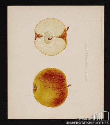 Nr. 6. Grosse Casseler Reinette