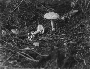 Ein Knollenblätterpilz : Ein Pilz aus der Familien der Wulstlinge (Amanita Persoon).