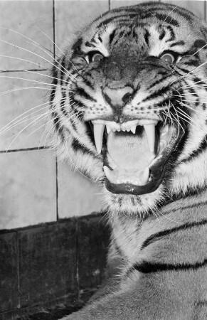 Tiger : Tierporträts. Tiger