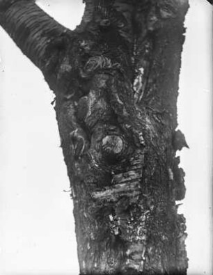 Wendehals : Wendehals (Jynx torquilla L.) vor der Nisthöhle