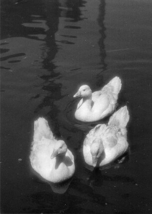 Gänse. Drei schwimmende Gänse
