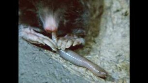 Talpa europaea (Talpidae) - Beuteerwerb und Nahrungsaufnahme