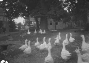 Gänse