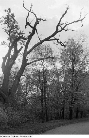 Bäume im Park an der Ilm