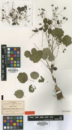 Thalictrum pringlei S.Watson [type]