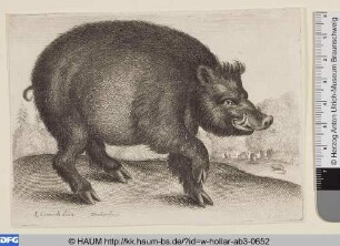 Das Wildschwein