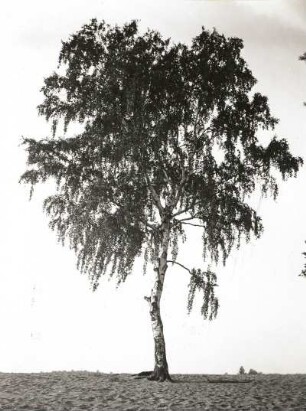 Hänge-Birke (Betula pendula) (Syn.: B. alba, B. verrucosa), auch Sandbirke, Weißbirke oder Warzenbirke in der Dresdener Heide