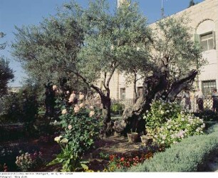 Israel: Gethsemane