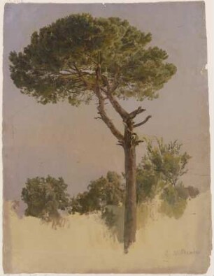 Pinienbaum bei S. Nicola da Tolentino in Rom