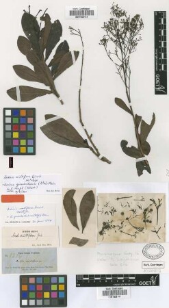 Ardisia multiflora Griseb.