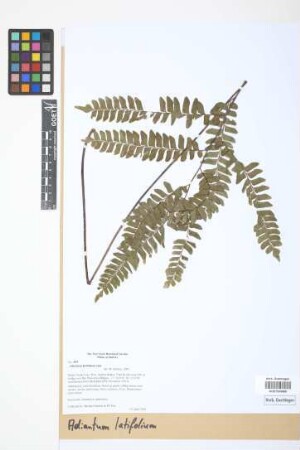 Adiantum latifolium Lam.