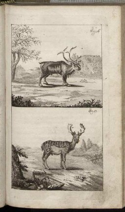 Fig. 16. - Fig. 17.