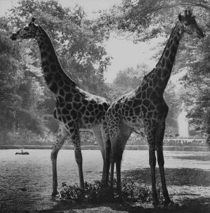 Archivfotografie "motive_tiere_zoo_giraffen_20979"