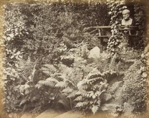 Studien am Heidelberger Schloss: Vordergrundstudie: Farnkräuter im Garten