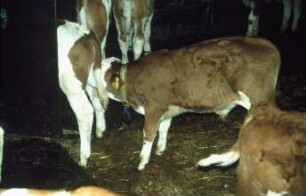 Kalb beim Besaugen eines anderen Kalbes im Tränkeautomat