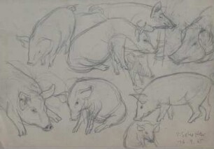 Tierstudien (Schweine)