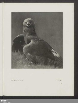 Erregter Seeadler