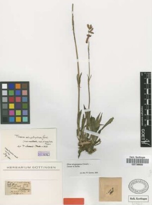 Viscaria atropurpurea Griseb. [type]