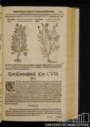 Cap. CVIII. Von Kuchenschell.
