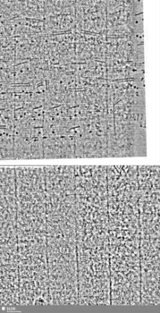 Lilienschild + IESV / Buchstaben LW = S.3/4+7/8