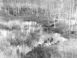 Zittauer Becken. Verlegung der Lausitzer Neiße (zwecks Tagebaueinrichtung) bei Hartau südöstlich Zittau. Neiße-Altwasser