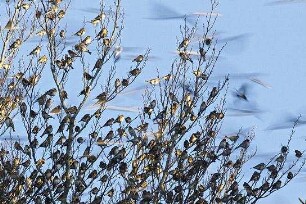 Unsere Wildnis