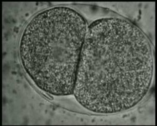 Pelodera strongyloides (Nematodes) - Eiablage und Embryonalentwicklung