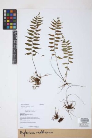 Asplenium raddianum Gaudich.
