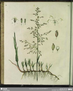 Aira Aquatica. Tabula XII.