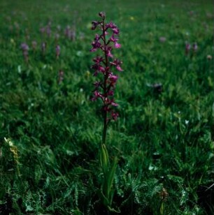 Orchis palustris am Ostufer des Vansees : Türkei. Orchis palustris: Sumpfknabenkraut, am Ostufer des Vansees