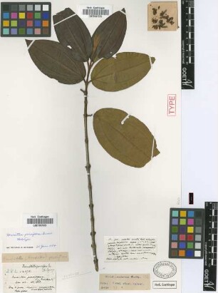 Henriettea parviflora Griseb. [holotype]