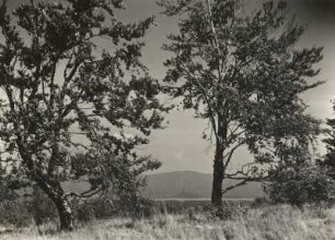 Sächsische Schweiz. Großer Zschirnstein. Buchenwald auf dem Gipfelplateau. Ansicht mit Zirkelstein und Großem Winterberg