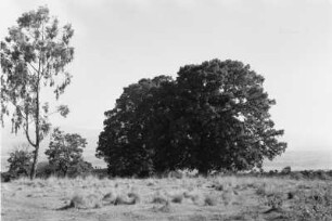 Baumgruppe : Eine Baumgruppe oberhalb von Jimma.