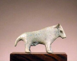 Rind (Stier)