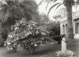 San Remo. Engelstrompete in einem Hotel- oder Villengarten (Garten des Grand Hotel des Anglais ?). Ansicht mit männlicher Büste