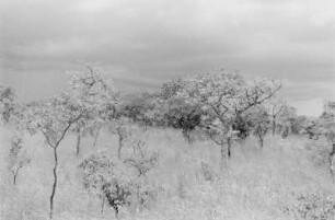 Savanne : Weihrauchbäume in der Savanne des Sudan-Tieflandes