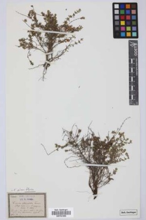 Cuscuta planifolia Ten