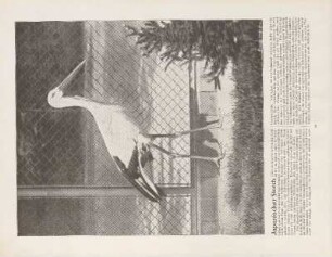 Japanischer Storch