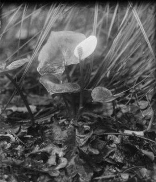 Drachenwurz : Drachenwurz (Calla palustris Linnaeus).