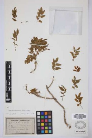 Bencomia caudata (Ait.) Webb & Berth.
