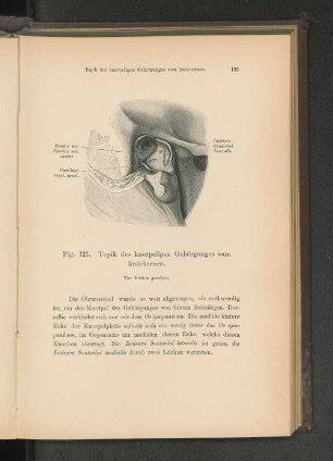 Fig. 121. Topik des knorpeligen Gehörganges zum knöchernen.