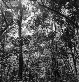 Immergrüner Regenwald : Blick in die Wipfel des immergrünen Regenwaldes am Nyamuragira