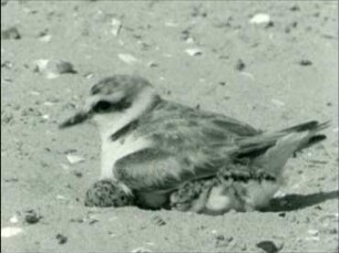 Charadrius alexandrinus - Brüten und Hudern