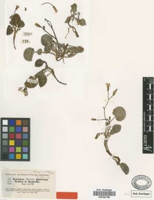 Lactuca glareosa Schott & Kotschy [type]