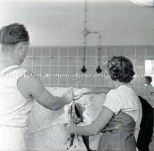 Operation an einem Rind in der Bezirkstierklinik Dresden