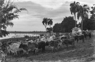 Rinderherde : Viehherde aus Mato Grosso am Rio Paraná.